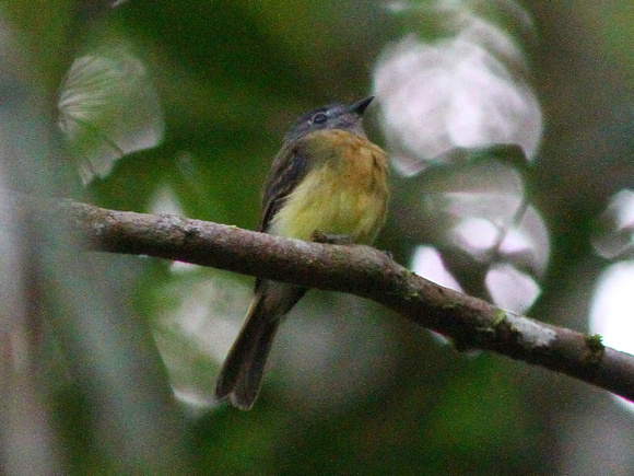 The range-restricted Tawny-chested Flycatcher
