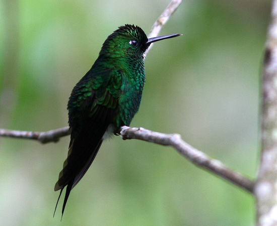 Green-crowned Brilliant.....