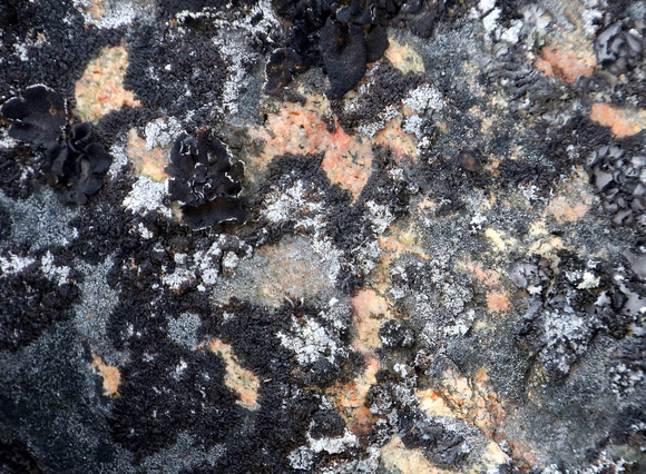 Lichens abound in the clean  air.
