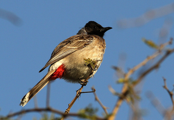 The ubiquitous Red-vented Bulbul.