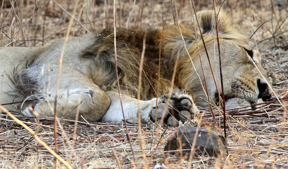 The  lion sleeps...... Asiatic Lion