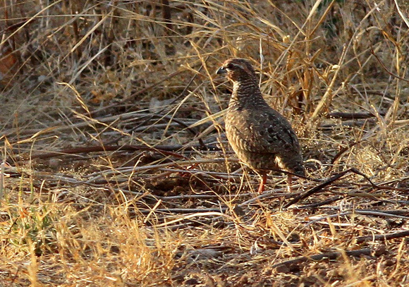 Rock Bush-quail