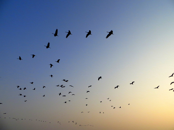 and are followed  by the Demoiselle  Cranes  flying in from their roost in the  fields.