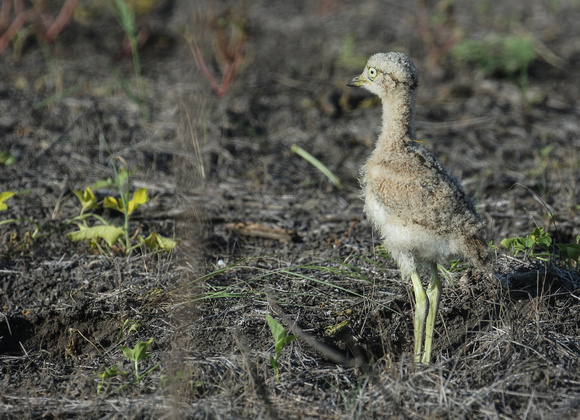 ....we found the  juvenile Thick-knee........