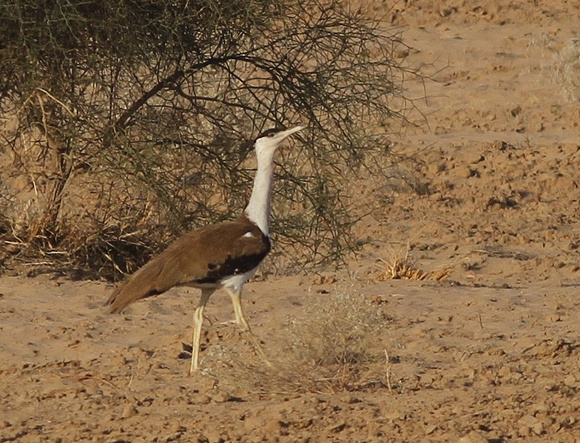 Great Indian Bustard ( or GIB as many people call it!)