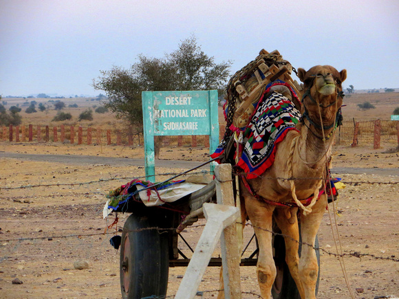 Our transport in the Desert National Park