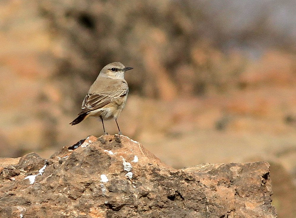 Red-tailed ( Persian )   Wheatear.