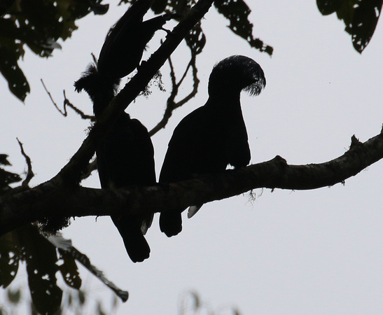 The distinctive profile of male Amazonian Umbrellabirds......