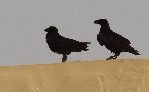 Common ( 'Punjab') Raven