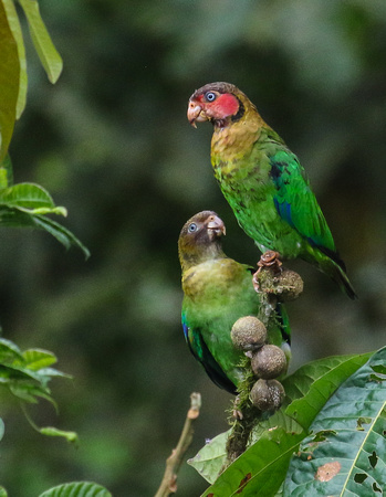 The scarce Rose-faced Parrot