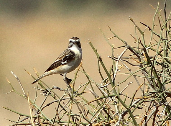 White-browed (Stoliczka's) Bushchat..listed as  Vulnerable.
