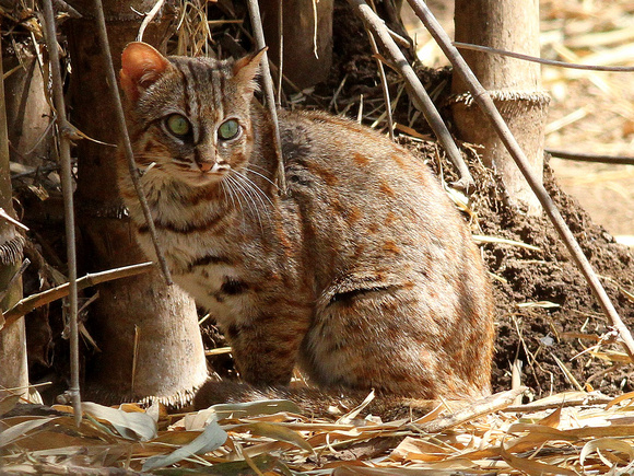 Rusty-spotted  Cat