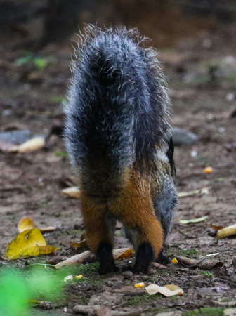 Guayaquil Squirrel, showing it's splendid rufous trousers!