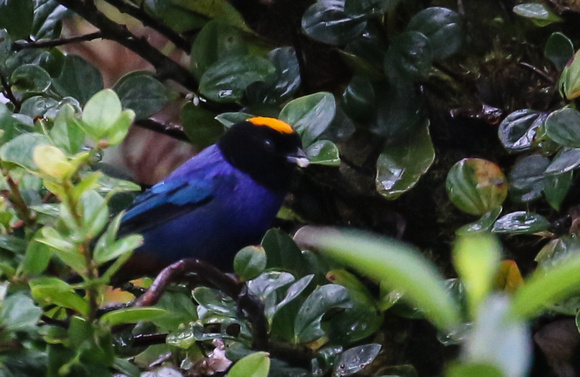 A rather distant shot of the excellent  Golden-crowned Tanager.