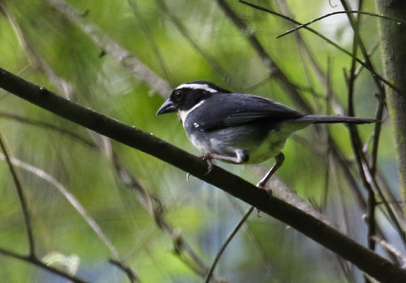 Black-capped  Sparrow