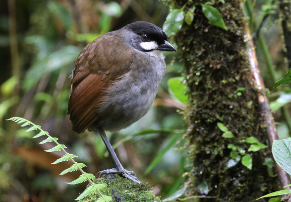 Very large for an Antpitta......