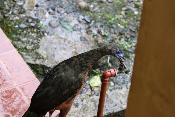 This Sickle-winged Guan was  habituated too.....