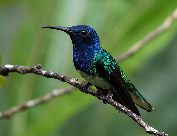 .....with a  White-necked Jacobin.