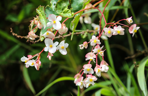 A delicate  Begonia sp.