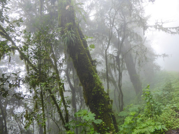In the cloud forest.