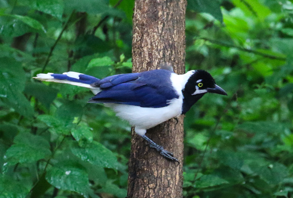 Another White-tailed Jay