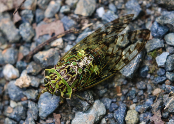 So that's what a  Cicada  looks like !