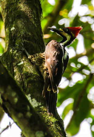 Guayaquil Woodpecker ( juv. female|).