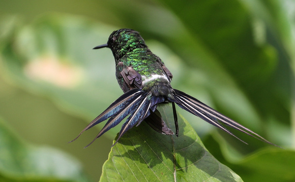 Green Thorntail ( male).