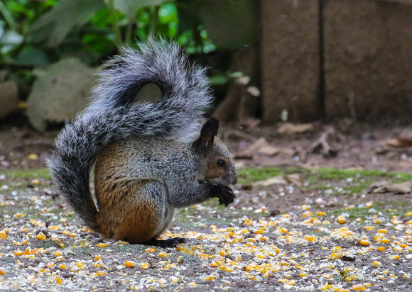 Guayaquil Squirrel  (Sciurus stramineus)