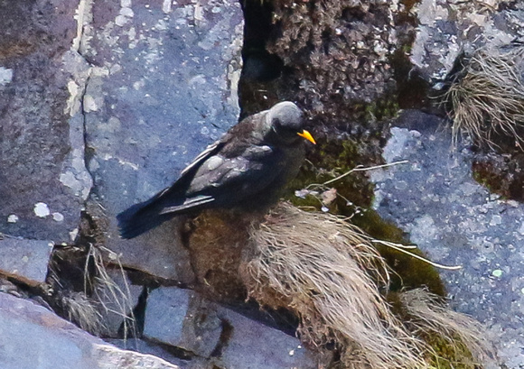 Another Alpine Chough.