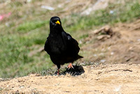 ....and  Alpine  Choughs.