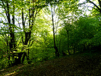 The pristine beechwoods of the Caucasus near Anamuri.