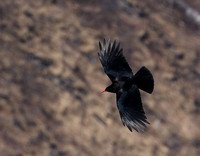 .....with Red-billed Choughs......