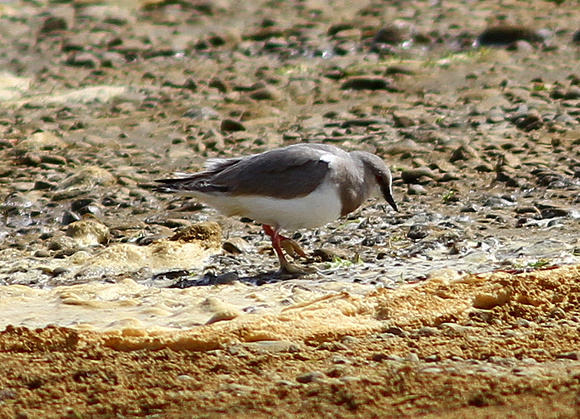 ..and Magellanic Plover  (adult).....