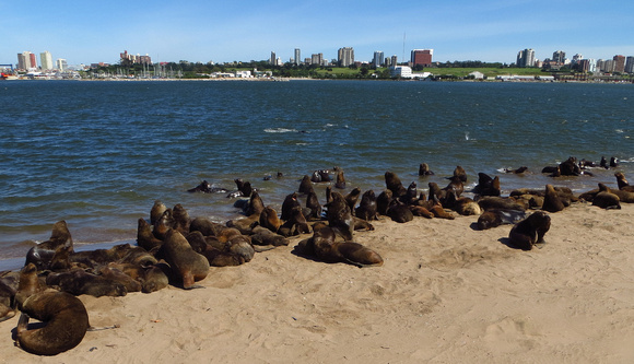Large colony of Sea-Lions  opposite Mar del Plata