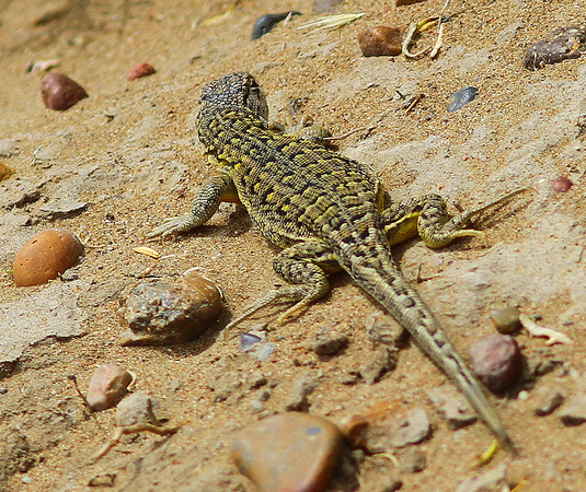 Blackhead Lizard (Liolaemus melanops)... female