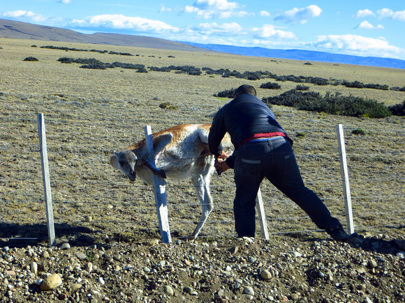Our driver releasing a Guanaco.