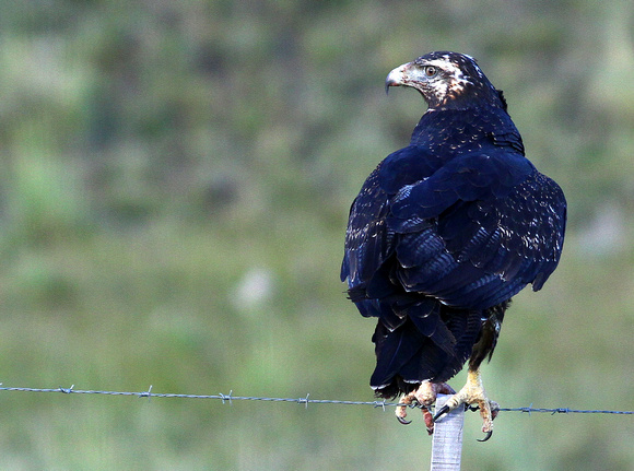 Black-chested Buzzard-Eagle...juvenile.