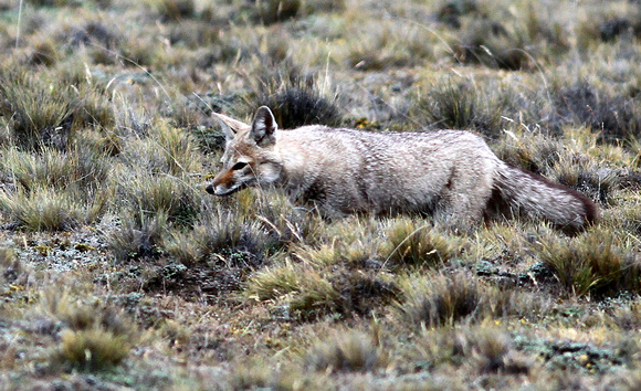 South American Grey Fox
