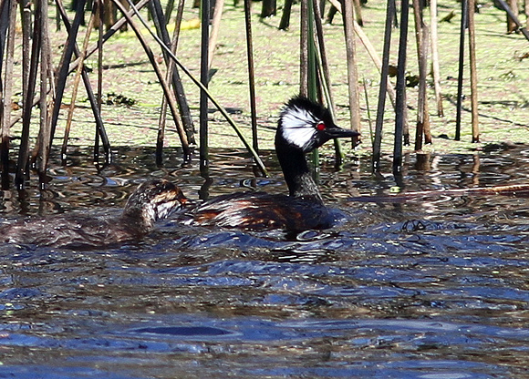 White-tufted Grebe with chick
