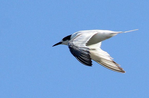 South American Tern.