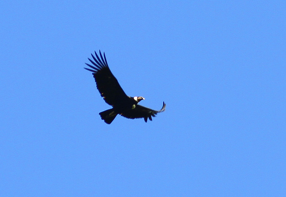 The mighty Andean Condor.