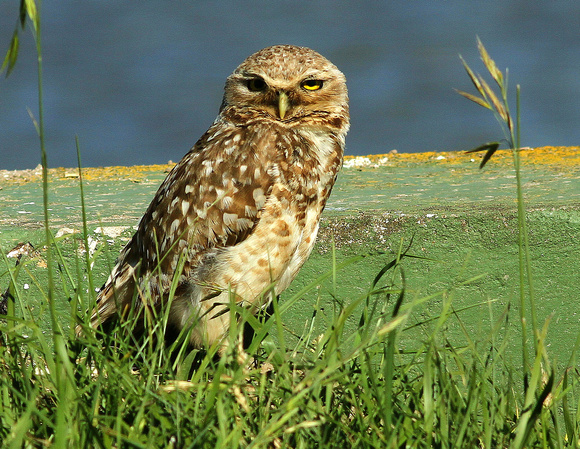 Burrowing Owl at nest burrow.