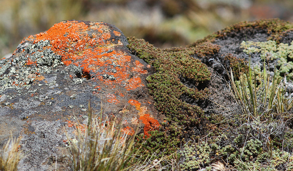 ..with many  lichens.