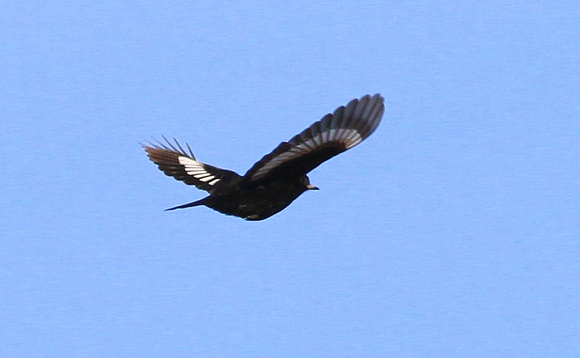 ...and White-winged Black Tyrant.