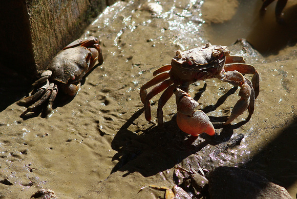 Probable Fiddler Crabs