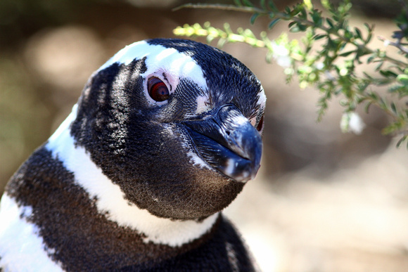 ...Magellanic Penguins!