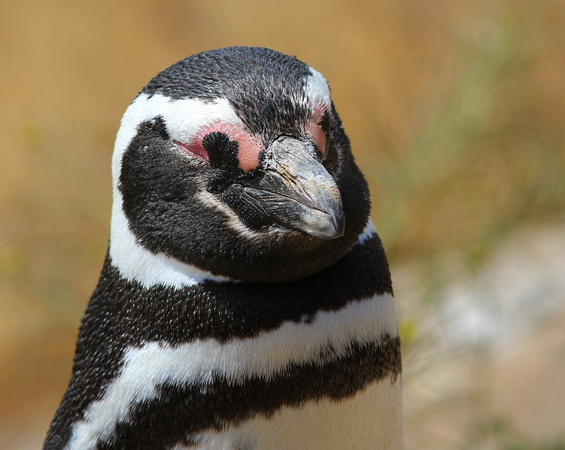 ....and Magellanic Penguins.