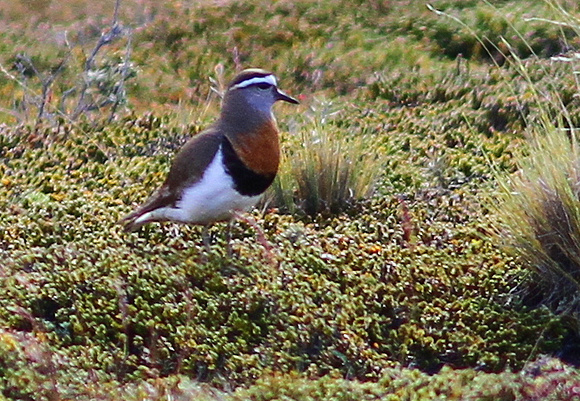 .....and the even smarter Rufous-chested Dotterel