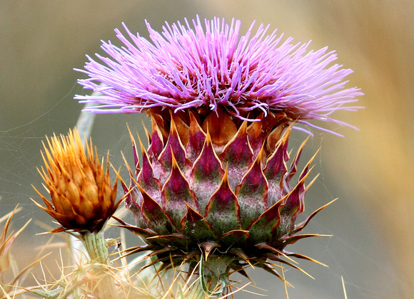 The sort of Thistle that shows where Artichokes  came from!